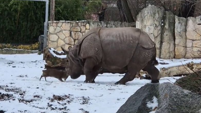 Το μικροσκοπικό ελάφι που «τα έβαλε» με ρινόκερο 1,7 τόνων και έγινε viral