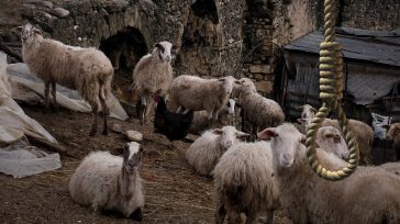 Συγκλονίζει ο αδερφός του κτηνοτρόφου που αυτοκτόνησε για το κοπάδι