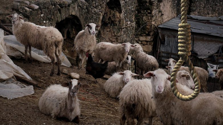 Συγκλονίζει ο αδερφός του κτηνοτρόφου που αυτοκτόνησε για το κοπάδι
