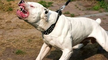 Λήστεψε μαζί με …πίτμπουλ περίπτερο στο κέντρο της Αθήνας