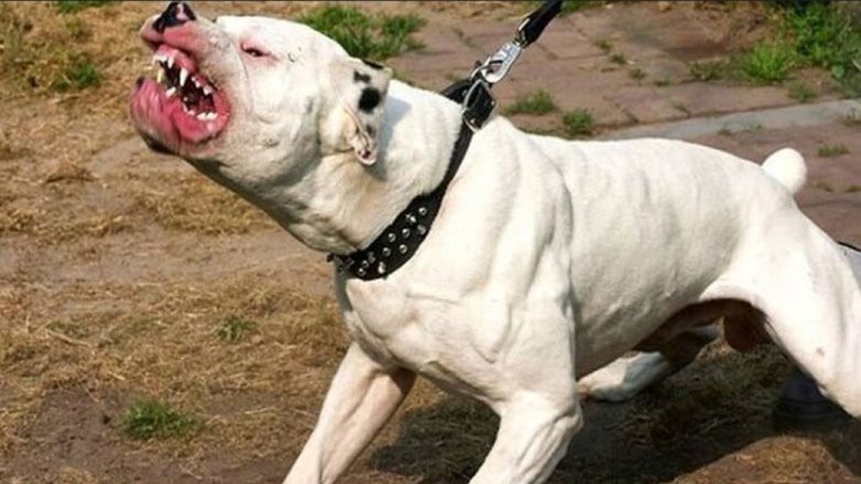 Λήστεψε μαζί με …πίτμπουλ περίπτερο στο κέντρο της Αθήνας Λήστεψε μαζί με …πίτμπουλ περίπτερο στο κέντρο της Αθήνας