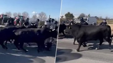 Γάλλοι αγρότες εξαπολύουν ταύρους εναντίον πάνοπλων αστυνομικών!
