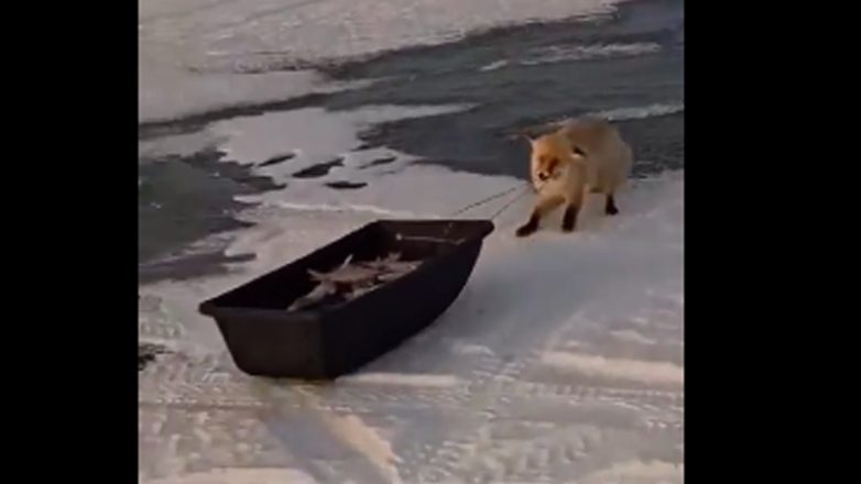Καζακστάν: Αλεπού … κλέβει ψαριά