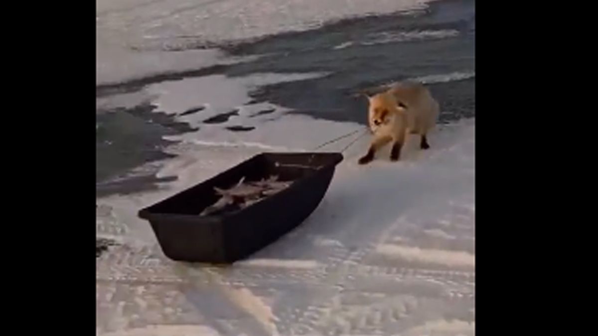 Καζακστάν: Αλεπού … κλέβει ψαριά