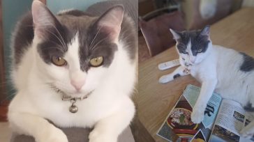 Xάθηκε στον Χολαργό ο Ρούντι