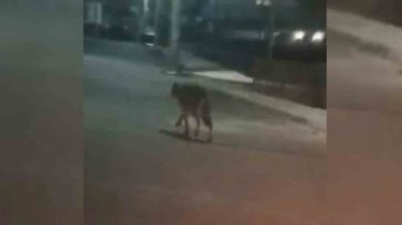 Λύκος κυκλοφορεί στο Χαϊδάρι