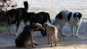 Κοζάνη: Δωρεάν στειρώσεις αδέσποτων ζώων
