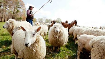 Περισσότερα από 400.000 ζώα έχουν θανατωθεί λόγω ευλογιάς