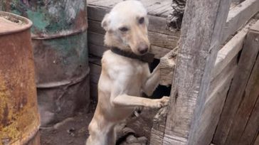 Κρήτη : Συνελήφθη 60χρονος που είχε πέντε σκυλιά κάτω από άθλιες συνθήκες