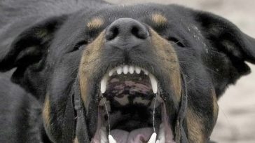 Επίθεση από αδέσποτα σκυλιά σε ζευγάρι στη Λάρισα