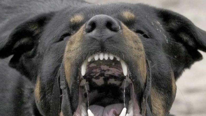 Επίθεση από αδέσποτα σκυλιά σε ζευγάρι στη Λάρισα