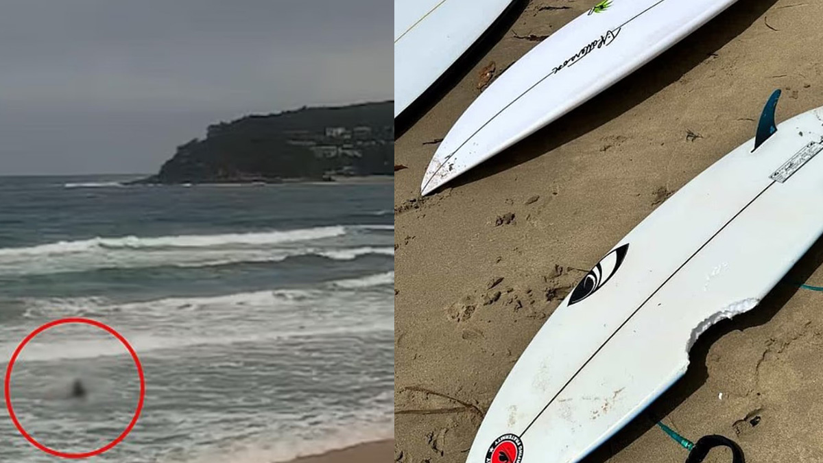 Αυστραλία: Τέσσερις επιθέσεις καρχαριών σε 48 ώρες