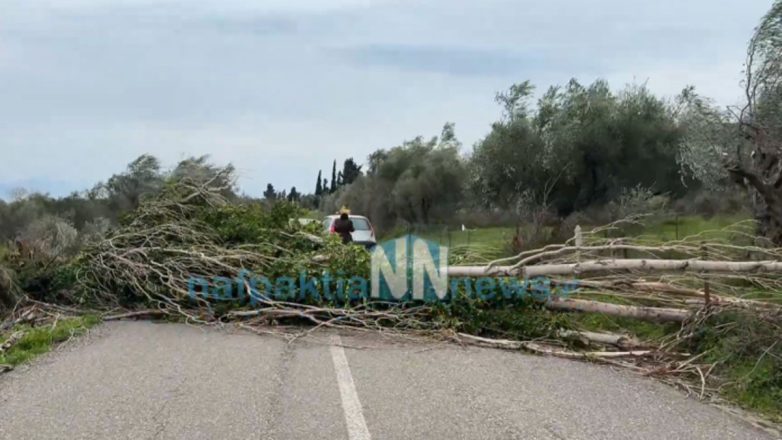 Θυελλώδεις άνεμοι έριξαν μια τεράστια λεύκα στη Ναυπακτία