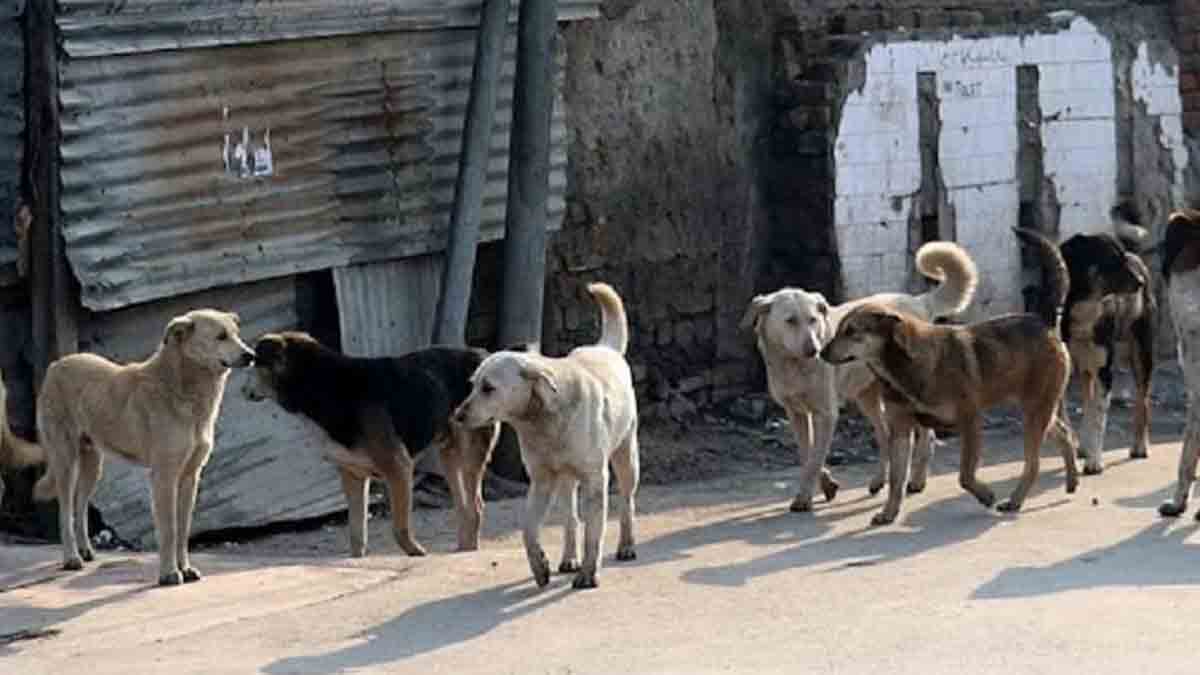Καταδίκη αντιδημάρχων για θάνατο 65χρονου από αγέλη σκύλων