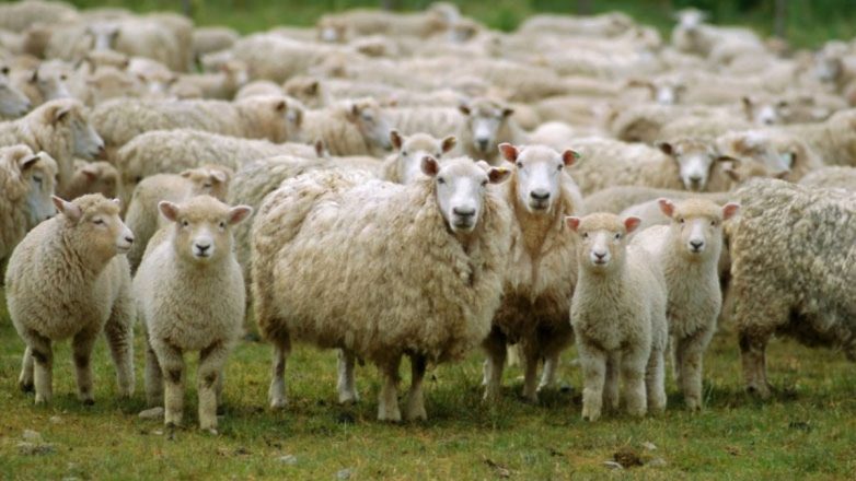 Αυστηρά μέτρα και όχι μαζικός εμβολιασμός για την ευλογιά λέει η Επιστημονική Επιτροπή