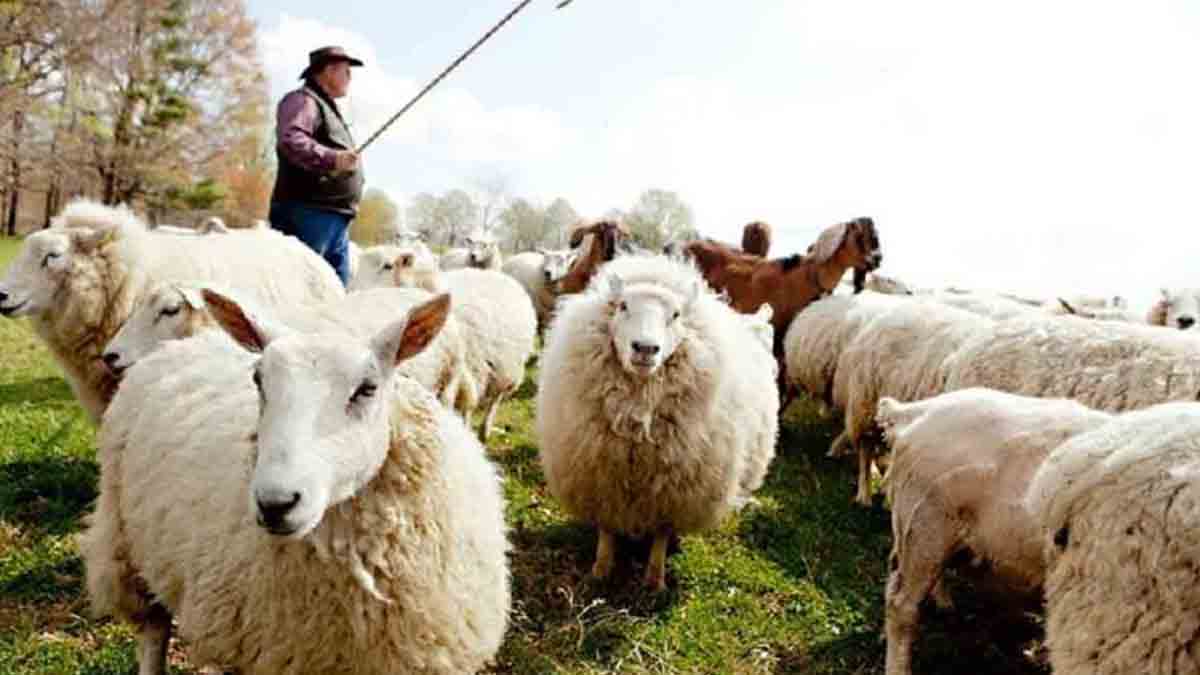 Ευλογιά προβάτων: Τι αποφασίστηκε στη σύσκεψη υπό τον Μητσοτάκη