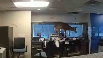 Ελάφι τρέχει πανικόβλητο μέσα σε τράπεζα στη Νέα Υόρκη