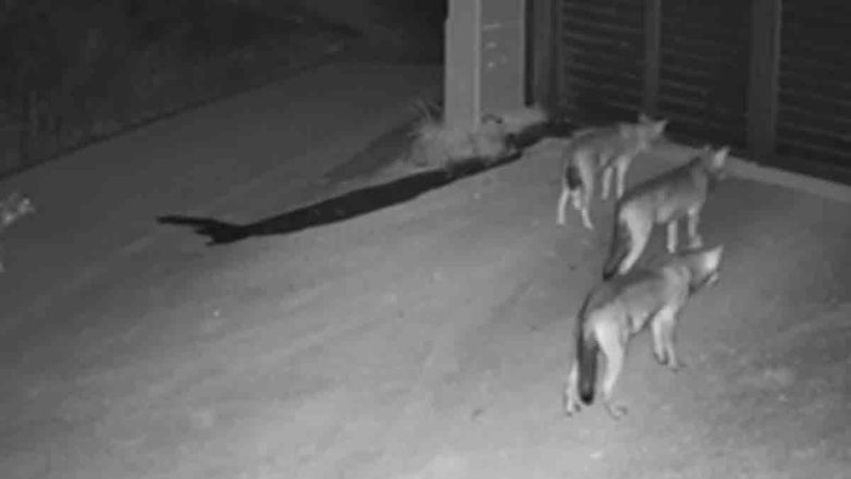 Αγέλη λύκων έξω από σπίτι στο Πανόραμα Αγέλη λύκων έξω από σπίτι στο Πανόραμα