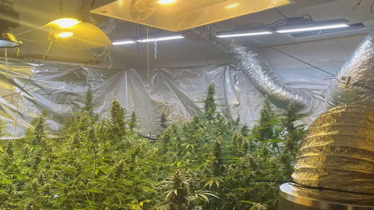 Δάσος ναρκωτικών στο Κιάτο