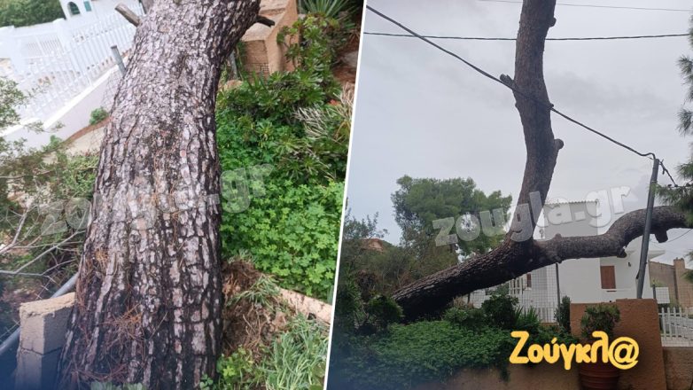 Αίγινα: Πεύκο στηρίζεται στα καλώδια της ΔΕΗ!