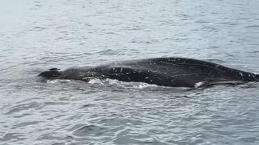 Βόλος: Φάλαινα αναδύθηκε δίπλα σε ψαράδες στον Παγασητικό – Βίντεο