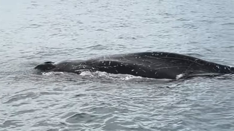 Βόλος: Φάλαινα αναδύθηκε δίπλα σε ψαράδες στον Παγασητικό – Βίντεο