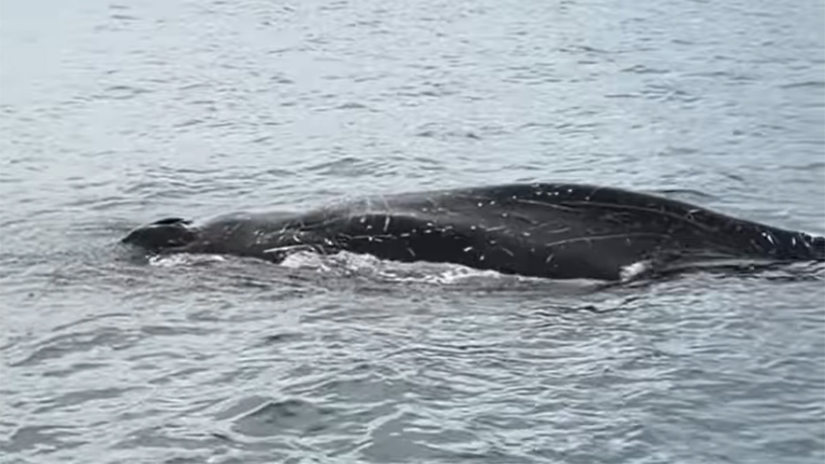 Βόλος: Φάλαινα αναδύθηκε δίπλα σε ψαράδες στον Παγασητικό – Βίντεο