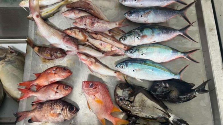 Μικροπλαστικά στο ένα τρίτο των ψαριών που ερευνήθηκαν στον Ειρηνικό Μικροπλαστικά στο ένα τρίτο των ψαριών που ερευνήθηκαν στον Ειρηνικό