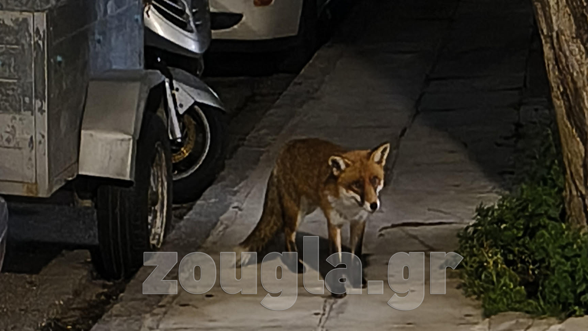 Αλεπού εμφανίστηκε έξω από ψητοπωλείο στη Νέα Ερυθραία