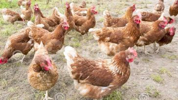 Πρόστιμο 700.000 ευρώ σε άνδρα που δηλητηρίασε 14 όρνιθες στη Ρόδο