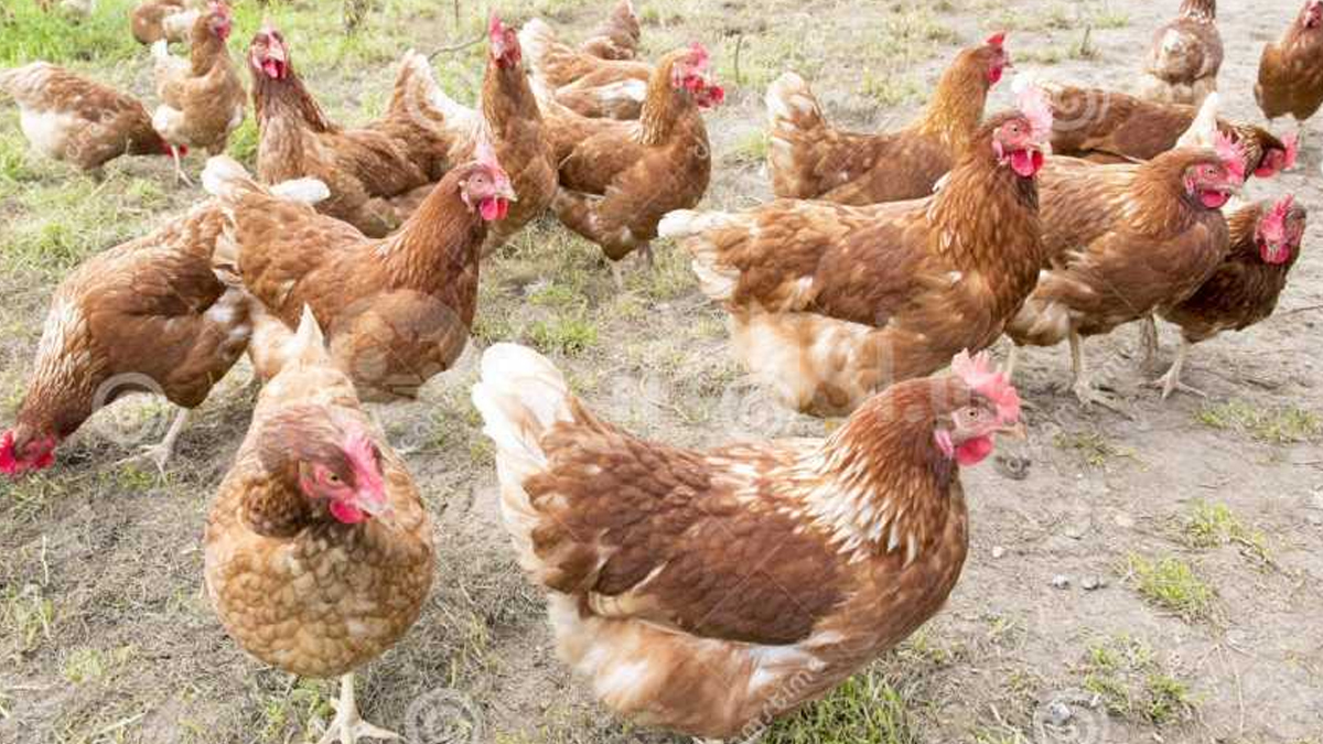 Πρόστιμο 700.000 ευρώ σε άνδρα που δηλητηρίασε 14 όρνιθες στη Ρόδο