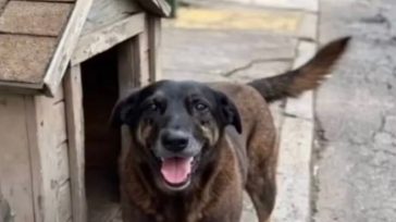 Βραζιλία : Διαδηλώσεις για την κακοποίηση μέχρι θανάτου αδέσποτου σκύλου