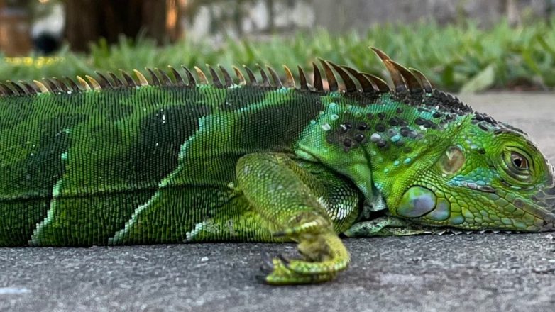 Ινγκουάνα έπεφταν από τα δέντρα παραλυμένα από το κρύο στη Φλόριντα