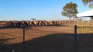 Αυστραλία: Εκατοντάδες άγριες καμήλες θα θανατωθούν λόγω ξηρασίας