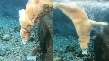 Σκύλος ψάχνει στον βυθό