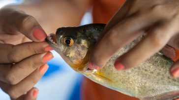 Αργεντινή: Πιράνχα επιτέθηκαν σε λουόμενους – Πάνω από 40 οι τραυματίες