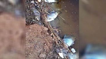 Χερσόνησος: Νεκρά ψάρια και πουλιά στις εκβολές του Αποσελέμη