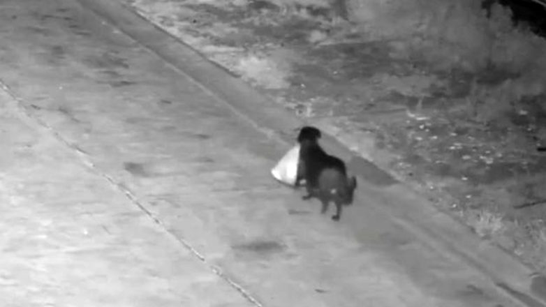 Σκύλος «ρίχνει» σκουπίδια στη Σικελία