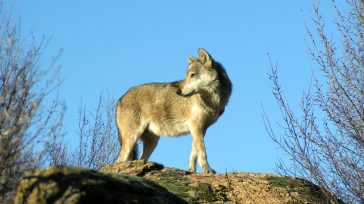Λύκος επιτέθηκε σε περιπατητές στα Βασιλικά Κτήματα στο Τατόι