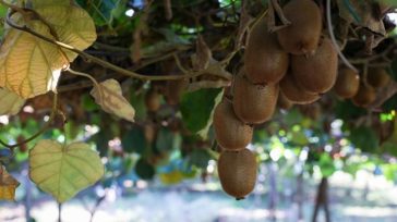 Το ελληνικό ακτινίδιο ενισχύει τη θέση του στις παγκόσμιες αγορές