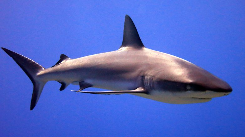 Νέα Καληδονία: Νεκρός 55χρονος σέρφερ από επίθεση καρχαρία Νέα Καληδονία: Νεκρός 55χρονος σέρφερ από επίθεση καρχαρία