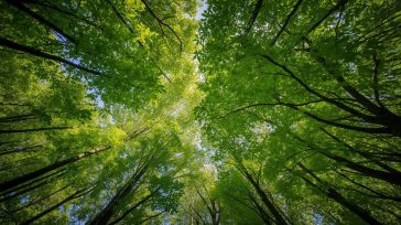 Η TELEKOM γίνεται ο πρώτος πολυεθνικός τηλεπικοινωνιακός όμιλος που επιτυγχάνει κλιματική ουδετερότητα σε όλες τις δραστηριότητές του