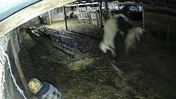 Θεσσαλονίκη: Κάμερες «έπιασαν» τους δράστες με τα πρόβατα στην πλάτη