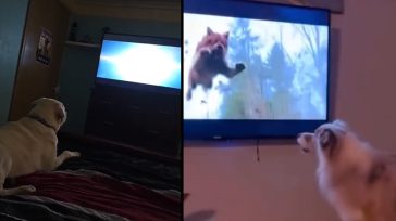 Όταν οι σκύλοι βλέπουν τηλεόραση