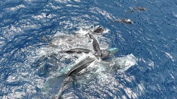 Φάλαινες δημιουργούν «γέφυρα» για να βοηθήσουν ένα φαλαινάκι