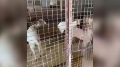 Διατηρούσε κατσίκες και κοτέτσι στον 16ο όροφο πολυκατοικίας στους Αμπελόκηπους