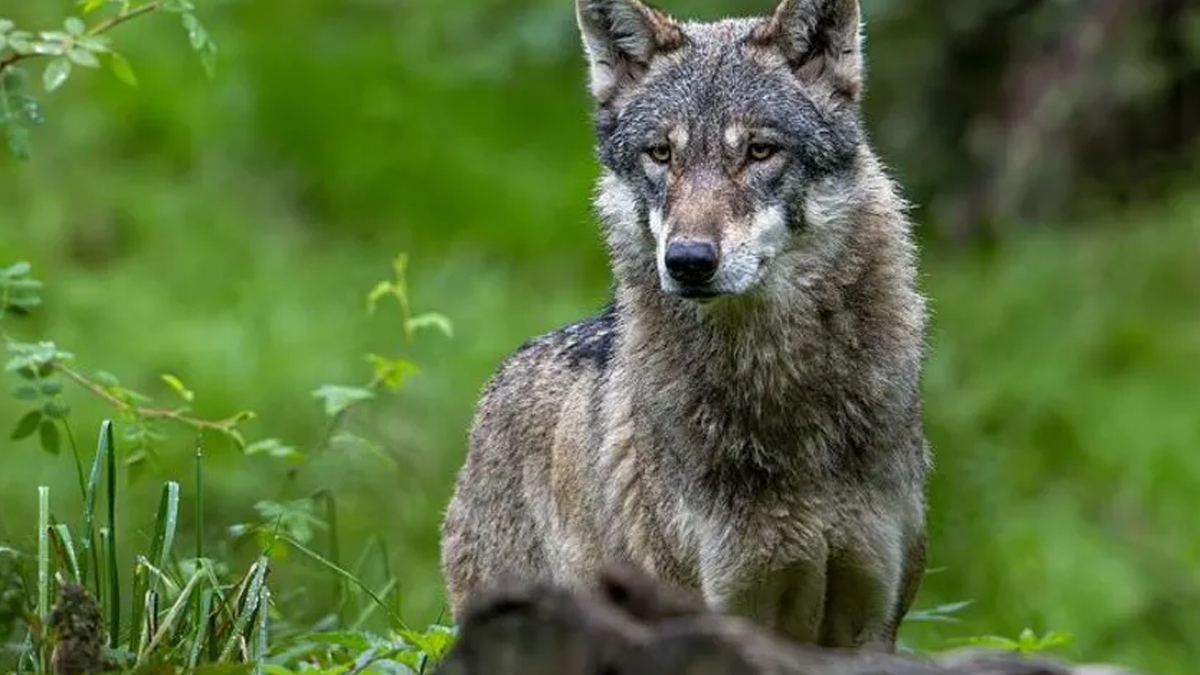 Ελεύθερος ξανά ο λύκος που επιτέθηκε σε γυναίκα στο Αμβούργο
