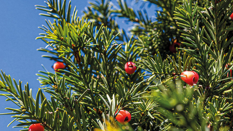 Από τα ελληνικά βουνά στα αντικαρκινικά φάρμακα – Τι δείχνει μελέτη του ΑΠΘ για τον ίταμο