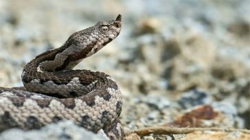 Οχιά δάγκωσε 13χρονο – Νοσηλεύεται σε σοβαρή κατάσταση