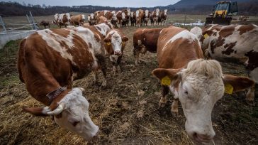 Ασθένειες και διχασμός απειλούν το χαλούμι σε νέα διαμάχη Κύπρου – Τουρκίας
